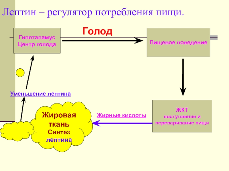 Схема регуляции пищевого поведения