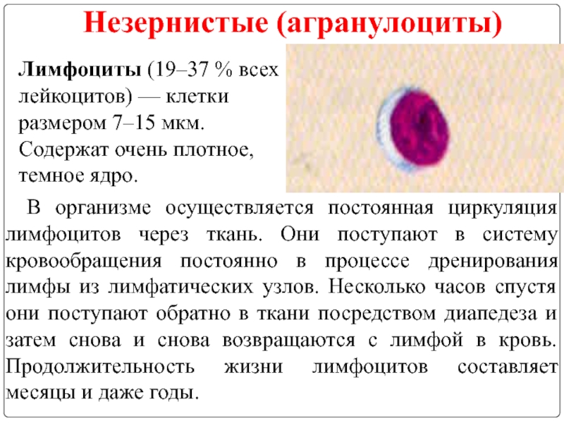 Характеристика лейкоцитов. Лимфоциты агранулоциты. Агранулоциты это физиология. Строение незернистых лейкоцитов. Агранулоциты (незернистые лейкоциты):.