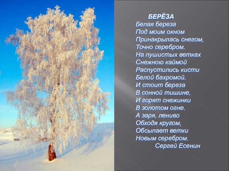 Береза есенин картина