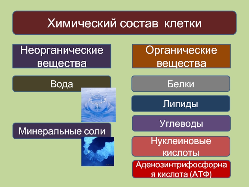 Органические и неорганические вещества клетки