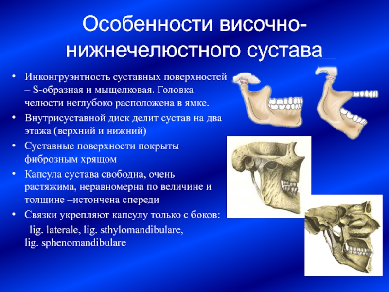 Анатомия внчс презентация