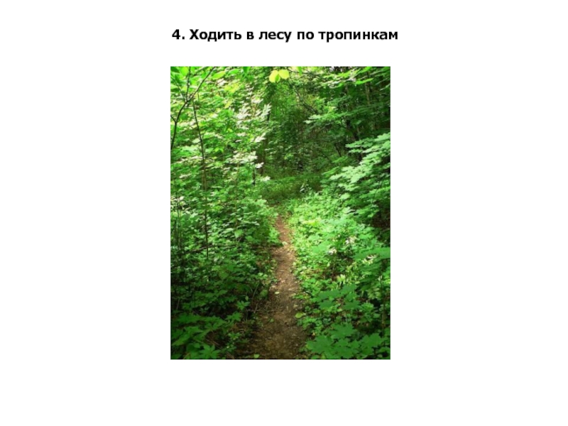 Ходи в лесу по тропинкам. Ходить по тропинкам в лесу. Знак ходить по тропинкам. Знак ходить по тропинке в лесу.