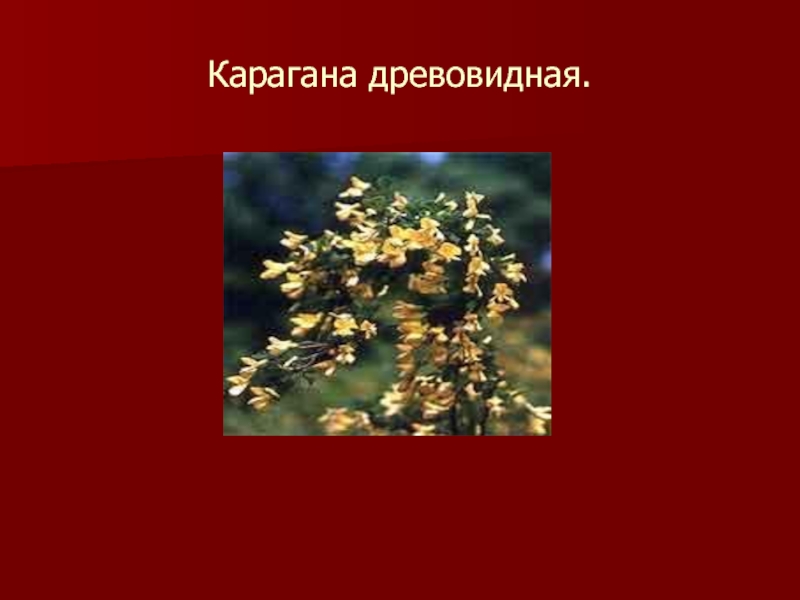 Красная книга тамбовской области фото и описание