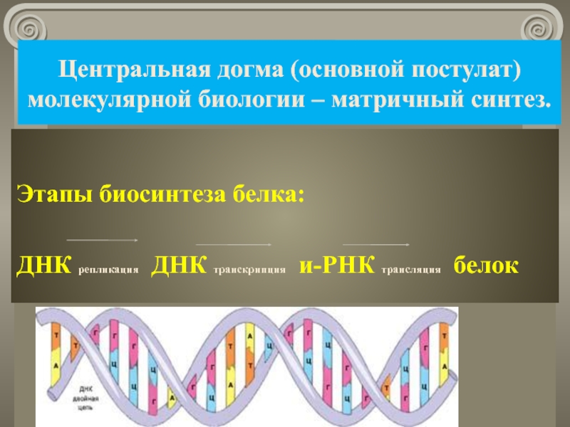 Центральная догма (основной постулат) молекулярной биологии – матричный синтез.Этапы биосинтеза белка:ДНК репликация ДНК транскрипция и-РНК трансляция белок