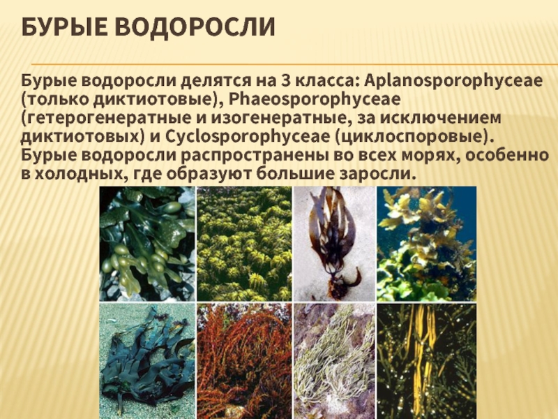 Разнообразие водорослей биология. Бурые водоросли ламинария. Бурые водоросли ареал. Многообразие бурых водорослей. Бурые водоросли сем. Филлариевые — Phyllariaceae.
