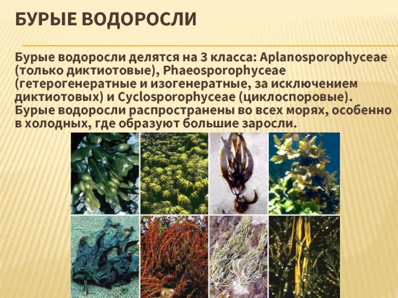 Назовите бурую водоросль. Многообразие бурых водорослей. Представители бурых водорослей 5 класс биология. Бурые водоросли водоросли представители. Бурые многоклеточные водоросли представители.