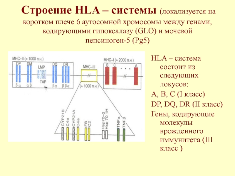 Строение HLA – системы (локализуется на коротком плече 6 аутосомной хромосомы между генами, кодирующими гипоксалазу (GLO) и