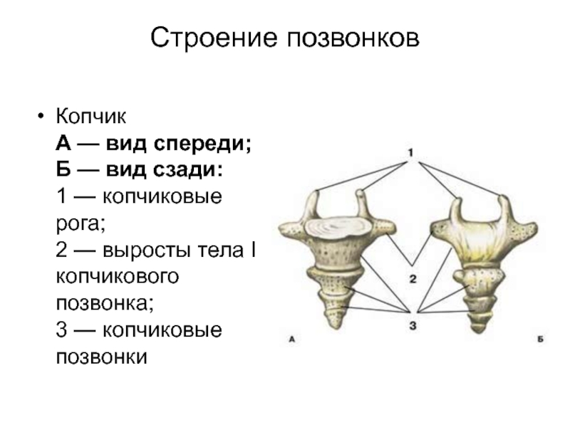 Копчиковый отдел позвоночника фото