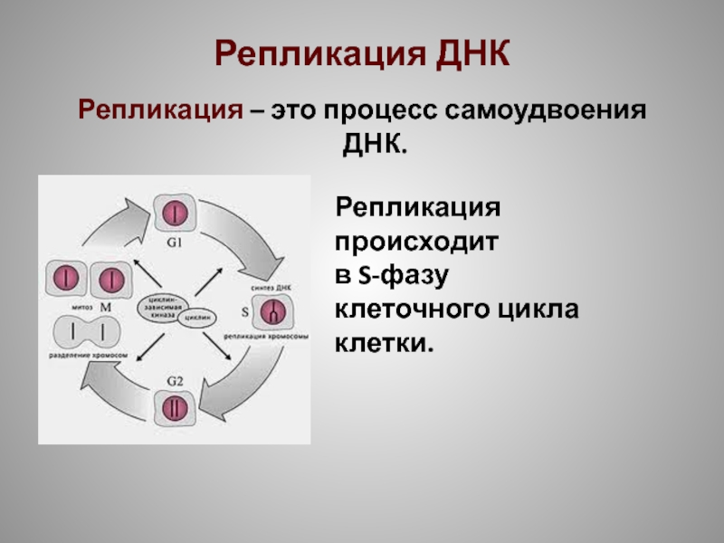 Репликация происходит в. Репликация ДНК И фазы клеточного цикла. Репликация период клеточного цикла. S фаза клеточного цикла.