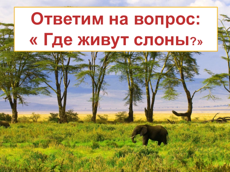 Слон отвечать на вопросы. Король. Лев. Слон. Живет. В. тебе. Текст.