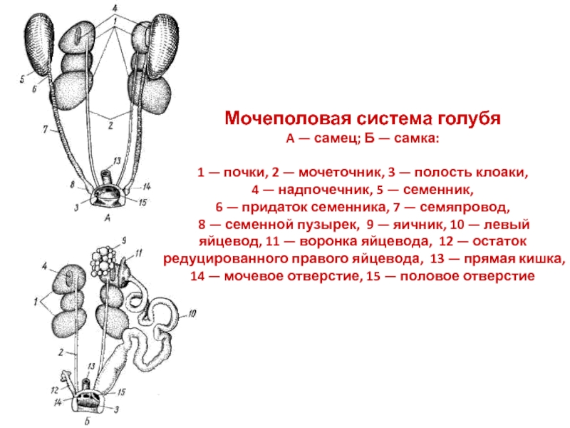 Схема строения почек млекопитающих 7 класс