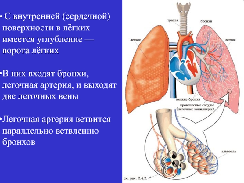 Ворота легкого. Легочная артерия в легких. Ворота лёгких. Бронхи входящие в левое и правое легкое. Сердечная поверхность легкого.