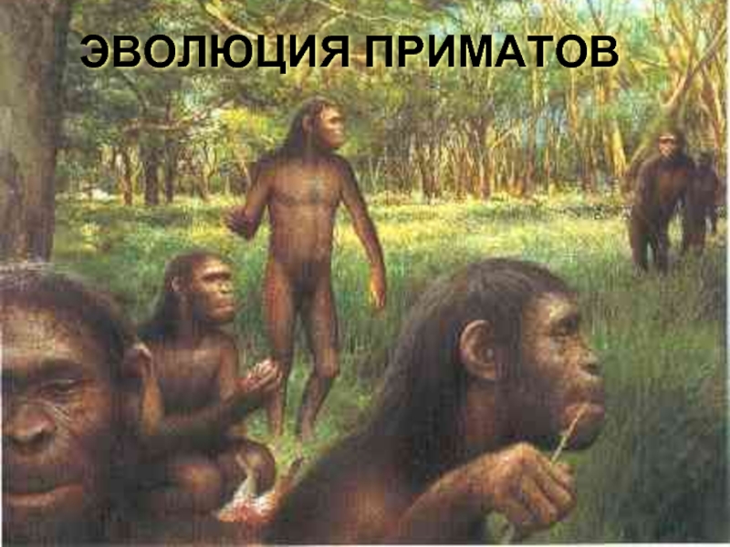 Презентация Эволюция приматов 11 класс