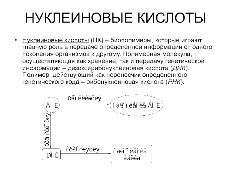 Презентация НУКЛЕИНОВЫЕ КИСЛОТЫ