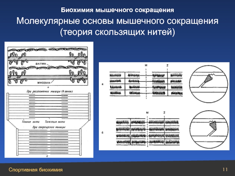 Биохимия мышечного сокращения схема