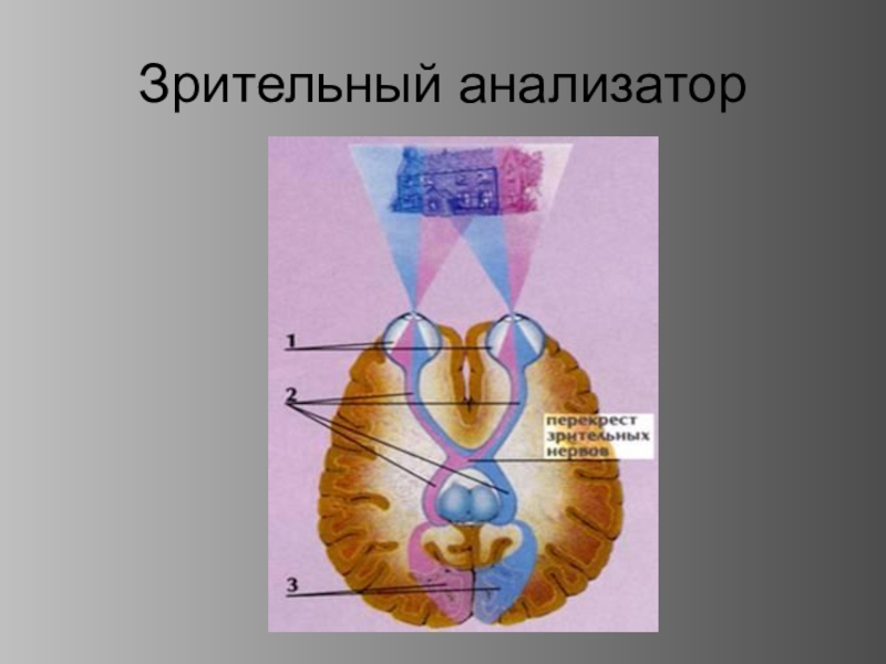 Зрительный анализатор 8 класс биология таблица