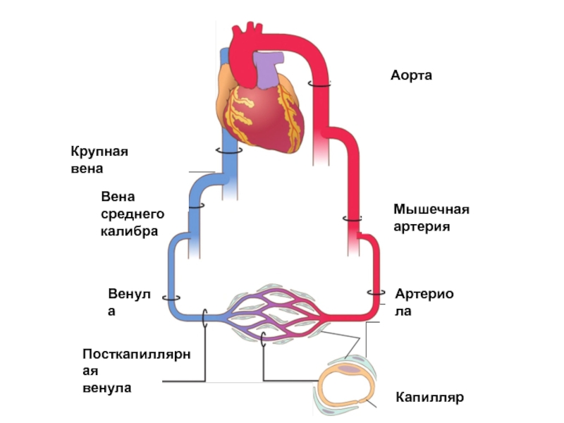 Аорта
Мышечная
артерия
Артериола
Капилляр
Посткапиллярная
венула
Венула
Вена
сре