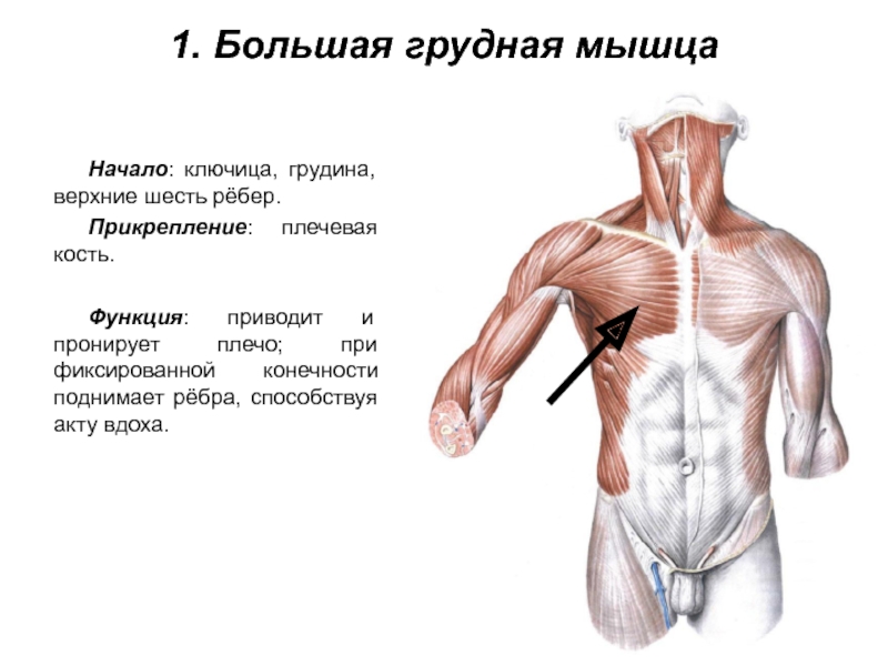 1. Большая грудная мышцаНачало: ключица, грудина, верхние шесть рёбер.Прикрепление: плечевая кость.Функция: приводит и пронирует плечо; при фиксированной