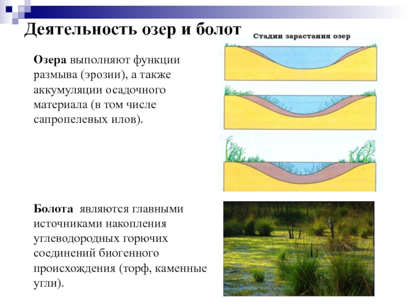 Работа оз. Геологическая деятельность озер и болот. Аккумуляции воды у сооружения. Абразивная деятельность озера. Какую функцию выполняют озера.