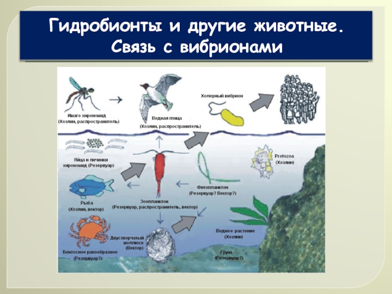 Патология обмена веществ животных презентация