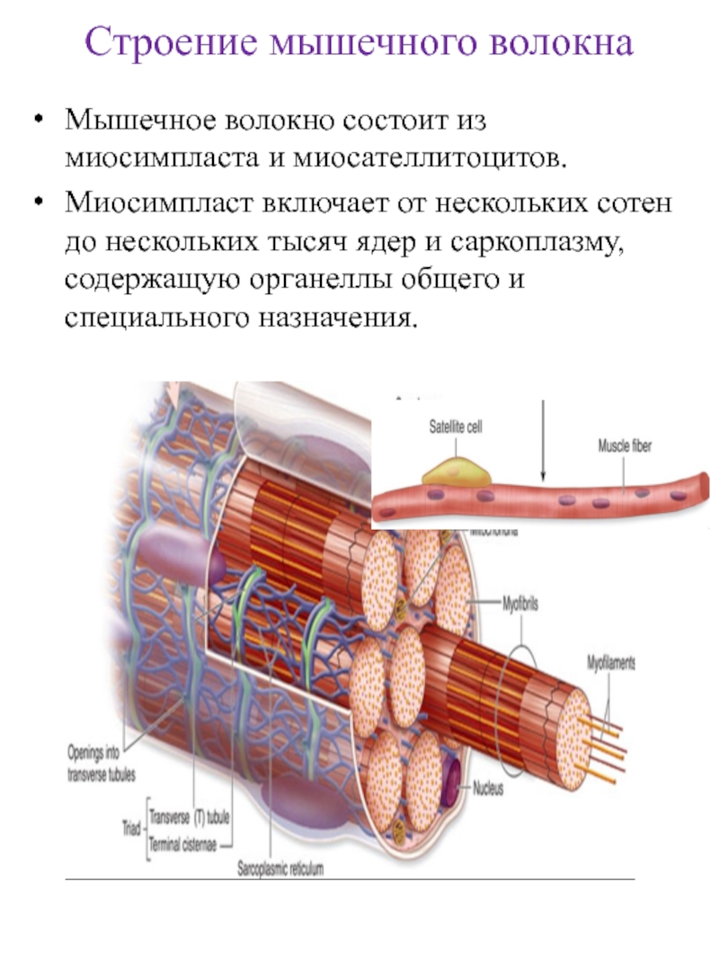 Мышечное волокно скелетной мышцы. Диаграмма строения мышечного волокна.. Структура мышцы мышечного волокна. Мышечное волокно миосимпласт. Строение мышечного волокна анатомия.