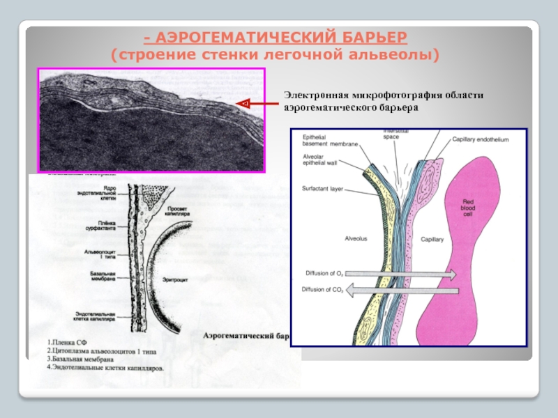 Схема строения аэрогематического барьера