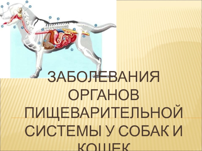 Презентация Заболевания органов пищеварительной системы у собак и кошек