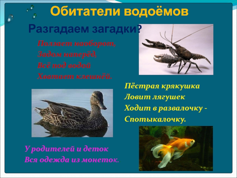 Обитатели пресных водоемов. Обитатели водоемов. Загадки про обитателей водоемов. Презентация обитатели водоемов. Загадки на тему водоемы.