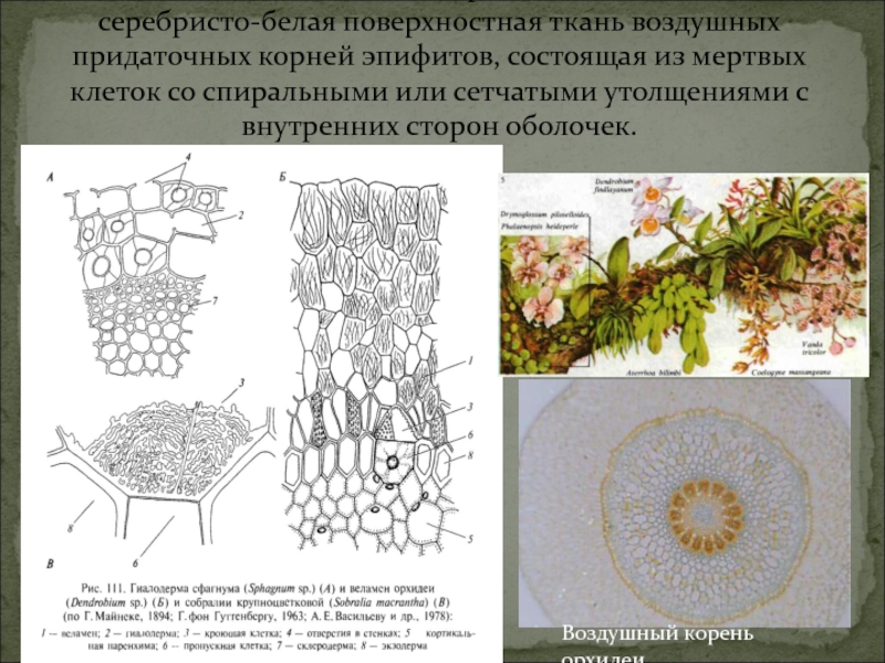 Из мертвых клеток состоит. Воздушные корни веламен. Поперечный срез корня орхидных. Воздушный корень орхидных поперечный срез. Поперечный срез воздушного корня орхидеи.