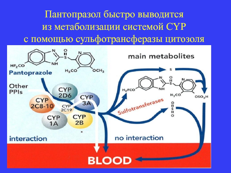 Пантопразол быстро выводится  из метаболизации системой CYP  с помощью сульфотрансферазы цитозоля