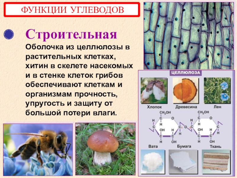 Какие животные покрыты хитином