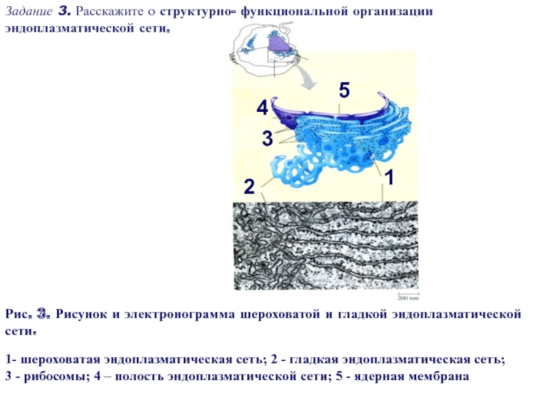 Гладкая эндоплазматическая сеть рисунок