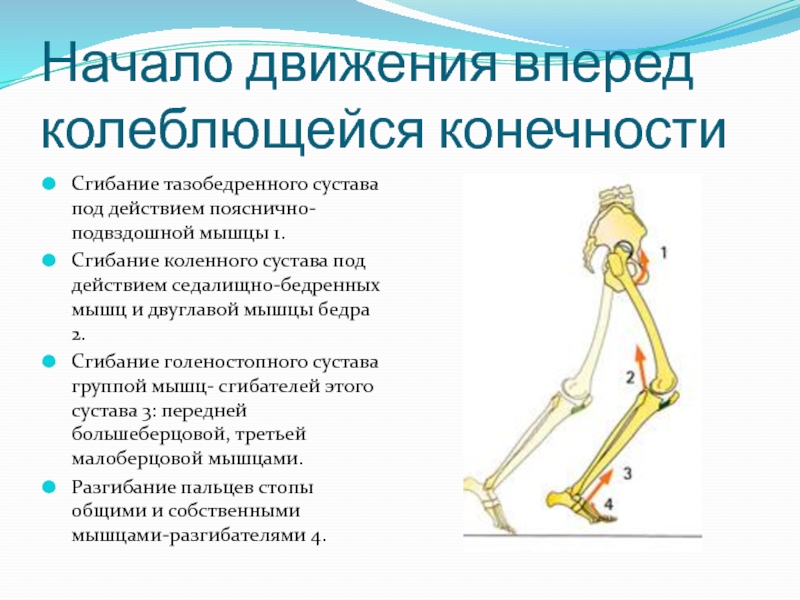 Соединения нижних конечностей