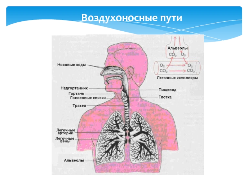 Элементы воздухоносных путей у детей картинка