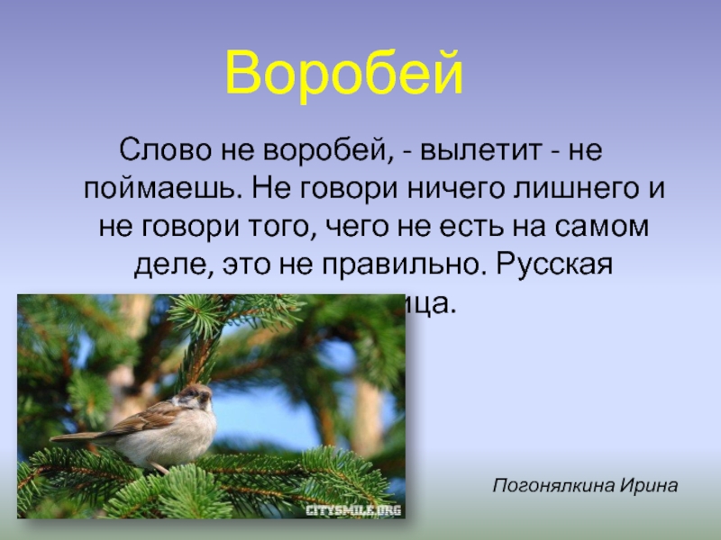 Воробей сочинение 5 класс. Слово не Воробей вылетит не поймаешь. Слово не Воробей. Слово не Воробей вылетит. Пословица слово не Воробей вылетит не поймаешь.