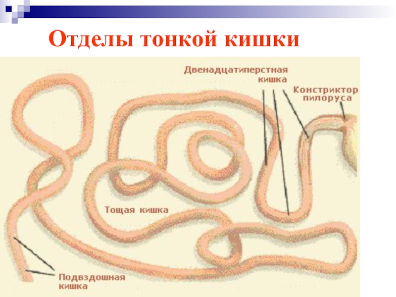 Схема кишечника собаки