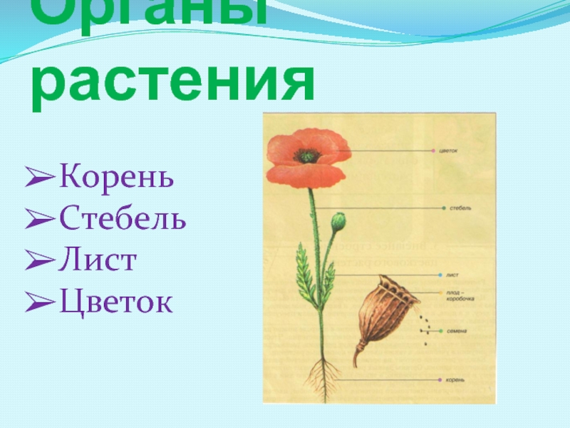 Презентация Органы растения
