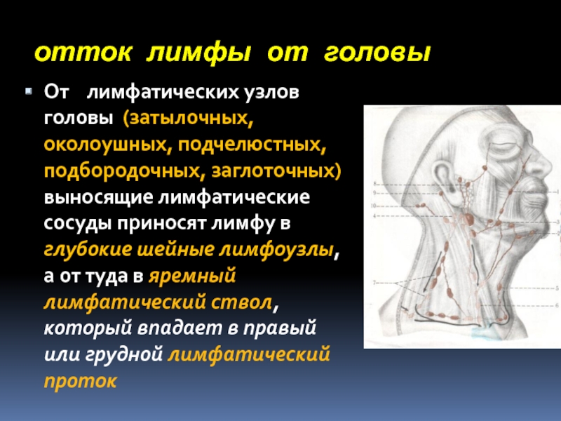 Отток лимфы. Лимфатический отток от головы. Путь оттока лимфы от головы. Лимфоотток от головы и шеи.