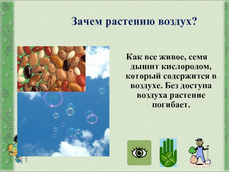 Зачем растению. Растениям нужен воздух. Зачем растениям нужен воздух. Растение без воздуха. Почему растениям нужен воздух.