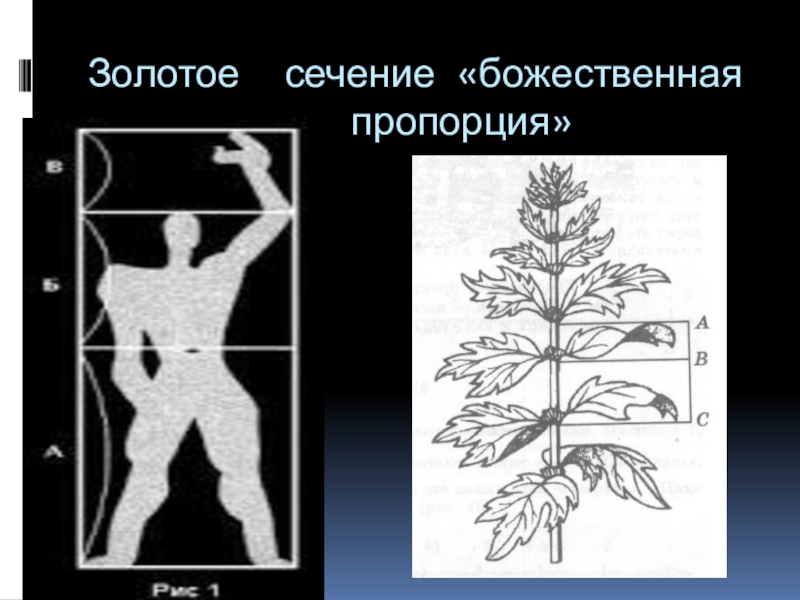 Проект божественная пропорция