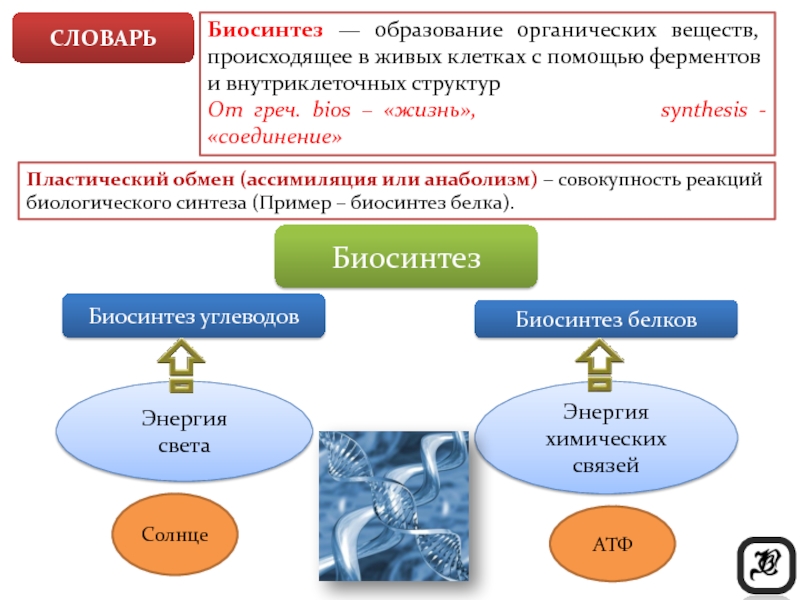 Пластический обмен схема