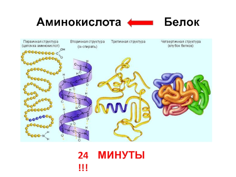 Функция белковых аминокислот. Белок аминокислоты. Аминокислоты в белках. Белки аминокислоты белки. Аминокислоты первичные вторичные и третичные.
