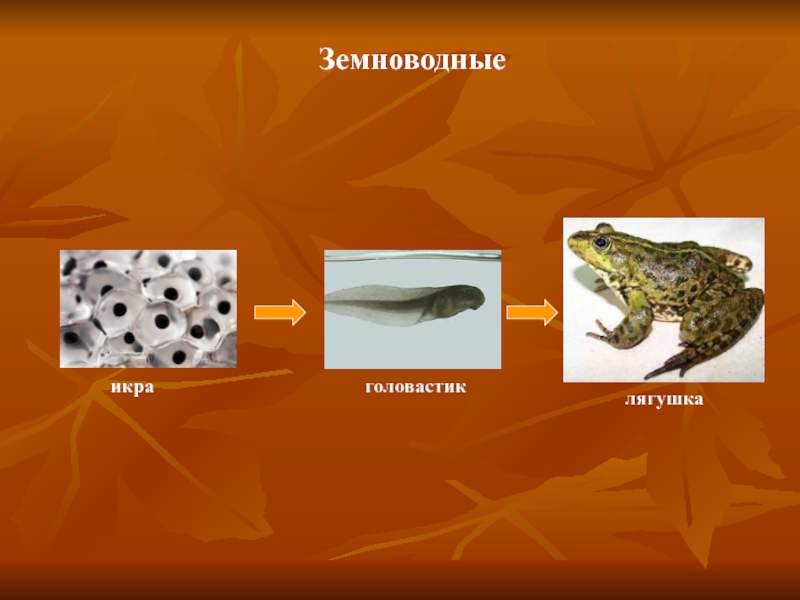 Икра головастик лягушка схема для детей