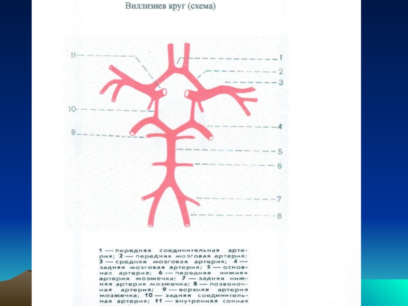 Виллизиев круг анатомия схема