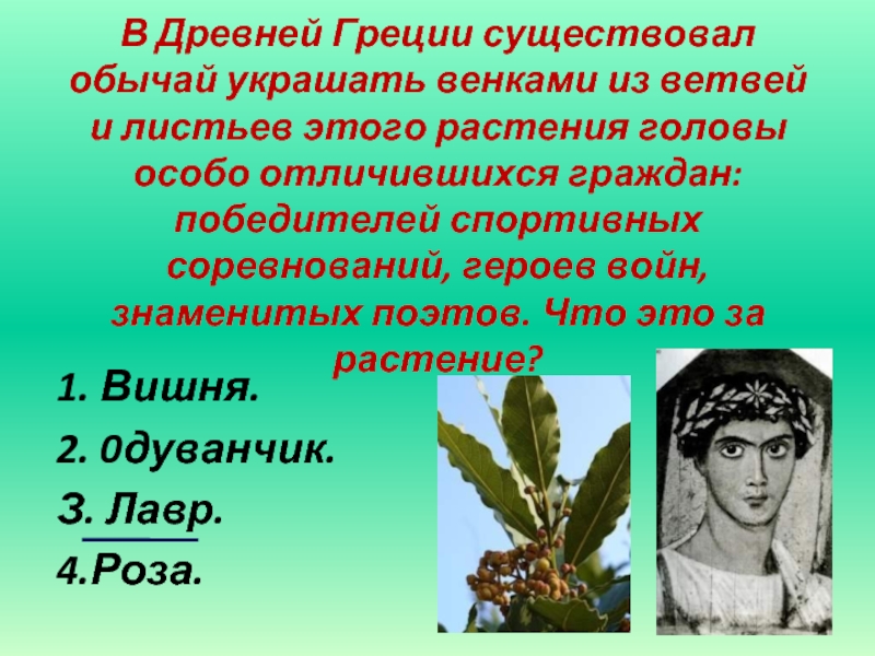 В Древней Греции существовал обычай украшать венками из ветвей и листьев этого растения головы особо отличившихся граждан: