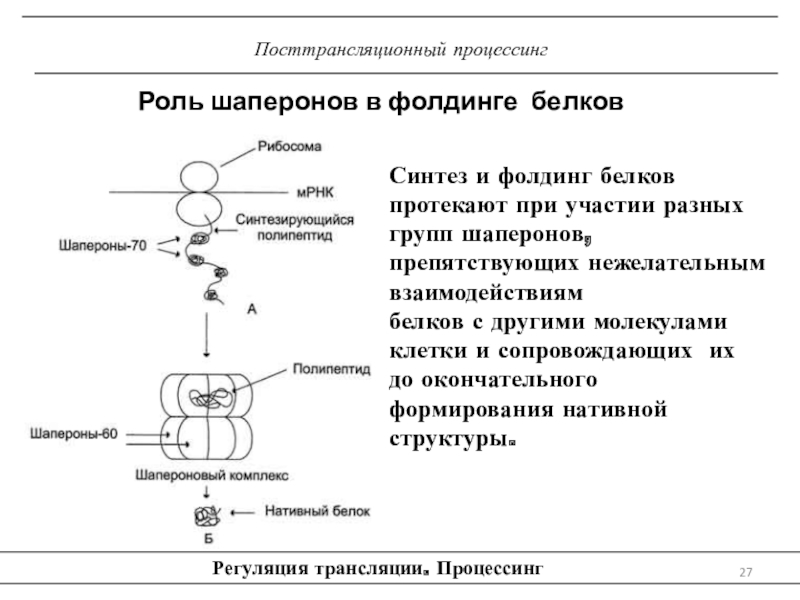 Установите последовательность этапов посттрансляционной модификации