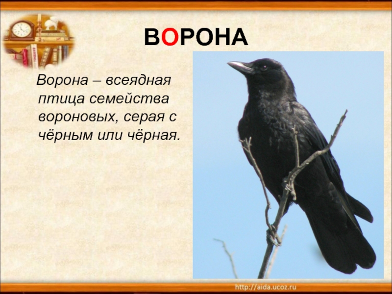 ВОРОНА  Ворона – всеядная птица семейства вороновых, серая с чёрным или чёрная.