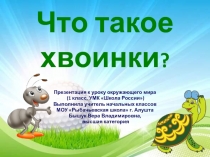 Что такое хвоинки?