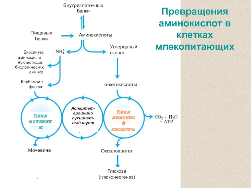 Превращение белков в аминокислоты. Основные пути превращения аминокислот. Превращение аминокислот в клетках. Общие пути превращения аминокислот в организме. Синтез белка аминокислоты.