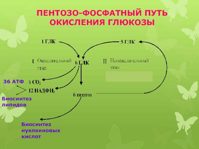 Биосинтез нуклеиновых кислот. Биосинтез липидов. Биосинтез углеводов.